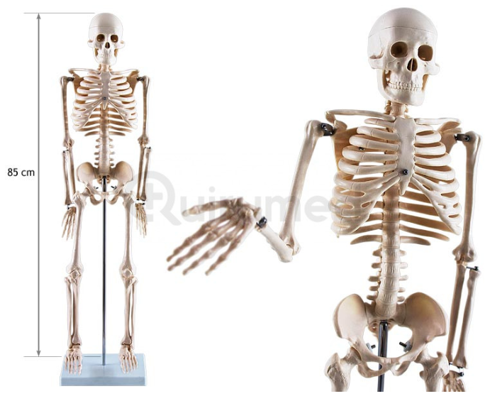 Le corps humain - modèle d'anatomie skelet (85 cm flexible, avec nerfs  spinaux)